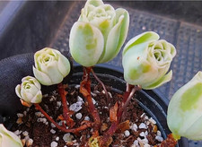 Cactus, plantes grasses 