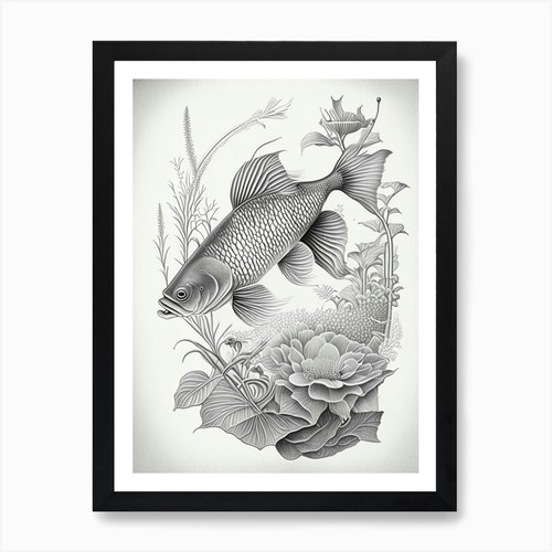 Tancho koi fish haeckel - 1,,