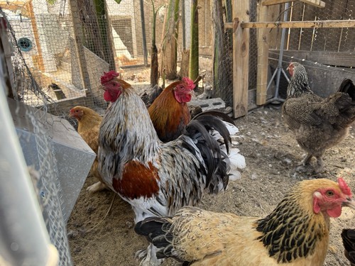 Brahma hatching eggs dark - hatching,