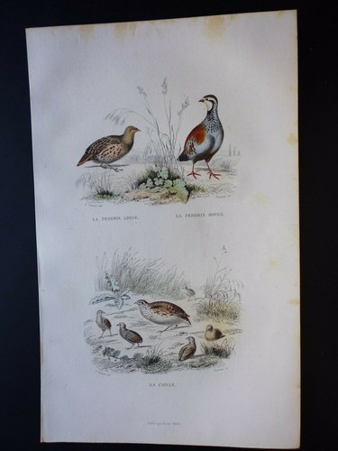 Gravure couleur - , de