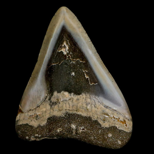 Quality megalodon shark - quality,