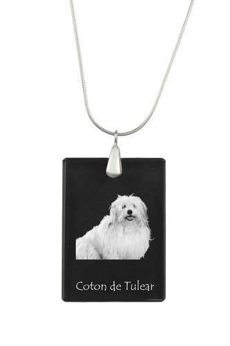 Coton tulear chien - coton,