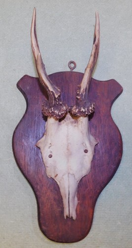 Ancien trophee chasse - ancien,