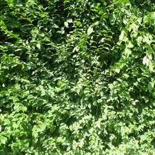 Carpinus betulus - Charme -
