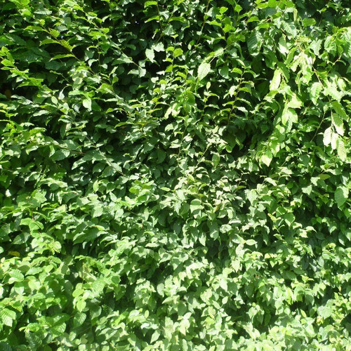 Carpinus betulus charme - carpinus,