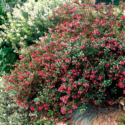 Escallonia red dream - dream, pot
