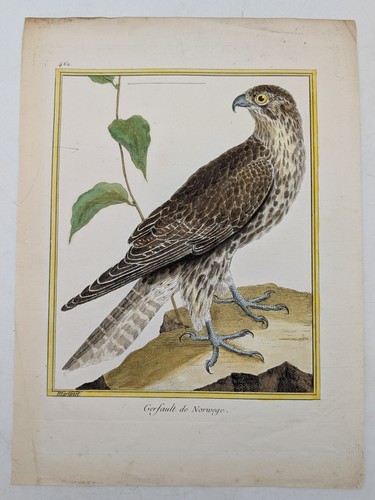 Gravure originale rapace - gravure,
