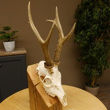 Corne De Cerf Mâle 3 Cornes