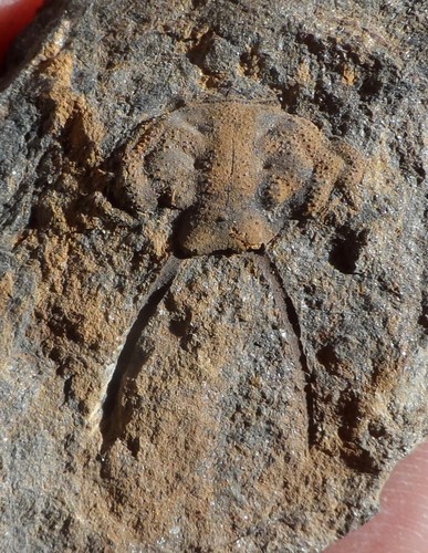 Cranidium trilobite du - cranidium, de
