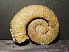 Ammonite Crioceratites loryi