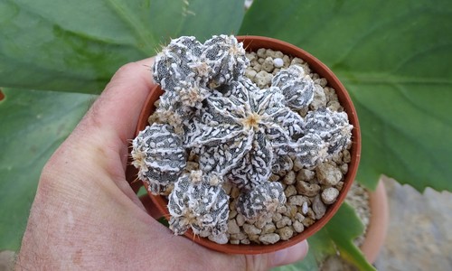 Astrophytum fukuryu dinosaur - fukuryu,
