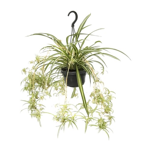 Plante suspendue lis vert