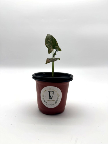 Syngonium pink splash - pink,