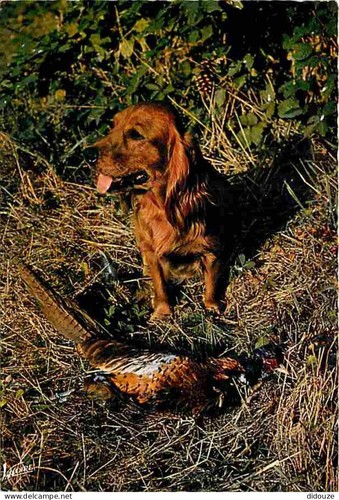 Carte postale animaux - postale,