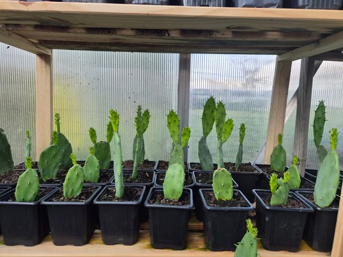 Figuier barbarie plant - figuier,