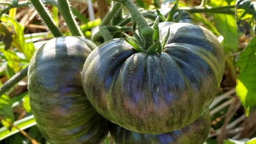 Graines tomate rare the - 10,