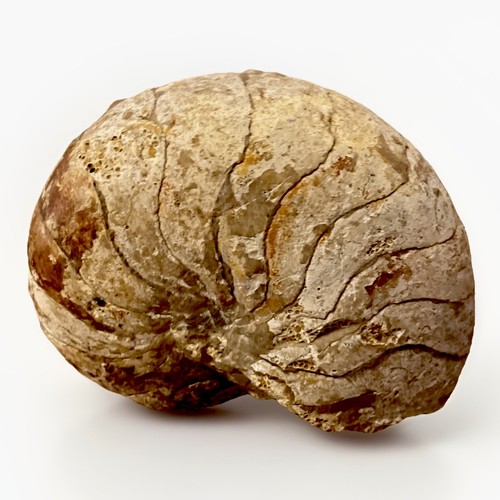 Nautile ammonite origine - ammonite,