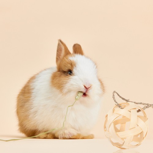 Cage lapin suspendu - ,