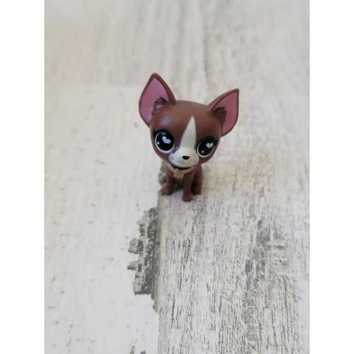 Miniature brown chihuahua - brown,