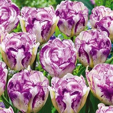 Bulbes de tulipes bulbes fleurs Tulipe blanc-violet 10 pcs