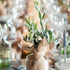 Olea europaea - Plant