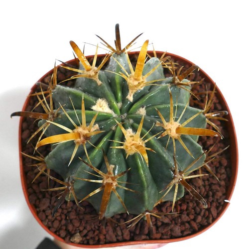 Ferocactus latispinus var