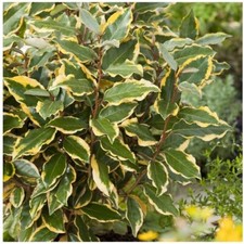 6 Boutures Laeagnus Ebbingei