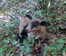 NEW Lamb Lamb Lamb Kid Baby Naturalized Taxidermy Curiosity No. A 7