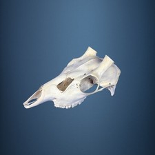 532SKU Crane de cerf sika