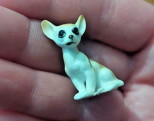 Tan white chihuahua - &, dog