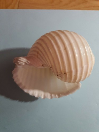 Coquillage blanc pour aquarium