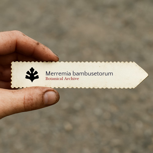 Merremia bambusetorum 1000 - |,