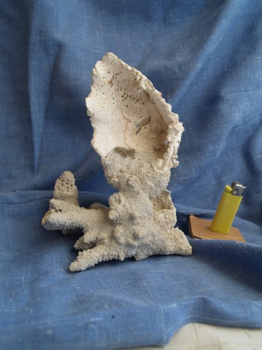 Rare corail sur benitier - sur,