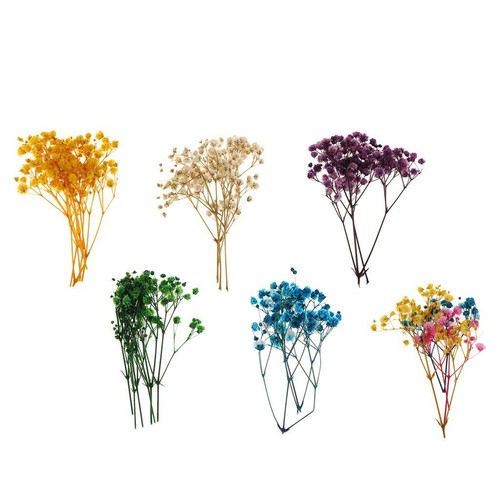 Fleurs pressées vraies - pressées,,