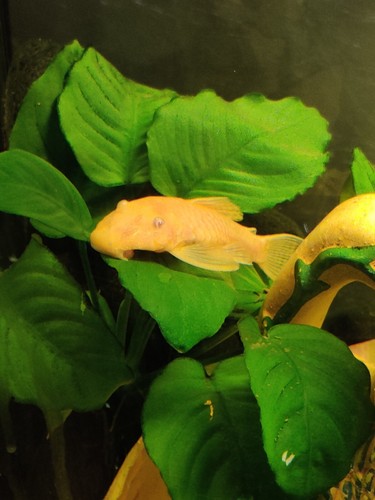 Ancistrus gold - , (dolichopterus)