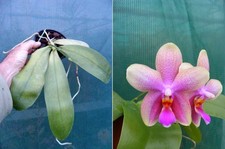 Phalaenopsis Sweet Memory