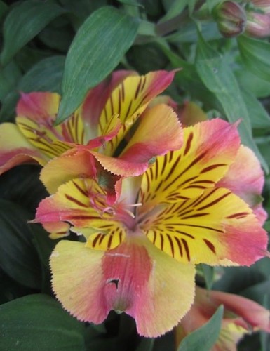 Alstroemere rose anisé - ♫, anisé'