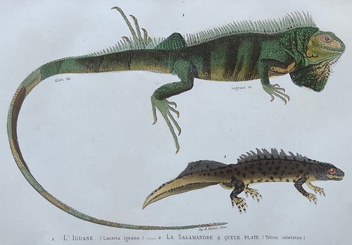 Zoologie iguane salamandre - salamandre, à