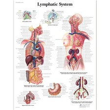 Système lymphatique Chart