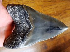 5.68 inch HUGE TOOTH Georgia