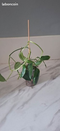 Monstera obliqua colombie