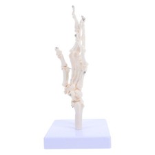  Modèle Squelette Humain Modèles D'anatomie Accessoire D'enseignement