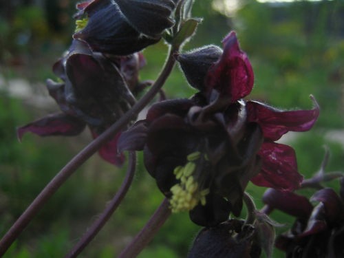 Graines ancolie noire - ancolie,