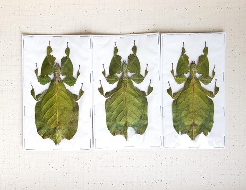 Lot phasmes feuille - de, x3