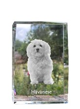 Havaneser,Bichon Havanais,Bichón Habanero - Cristal Avec Einem Hundebild,Image