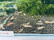 Crevette FANCY RED  Lot De 12