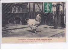 SAINT-ETIENNE: exhibition of amateur breeders of the Loire, rooster brahma-putra