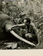 André Vincent Measuring a Defense of&#039;Elephant Vintage Silver Print Print Print