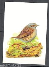  POSTCARD*FLY ACCENTUER** ROYAL BELGE LEAGUE PROTECTION/BIRDS-BUZIN 
