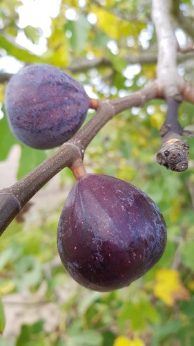 Ficus carica noire - ficus, de